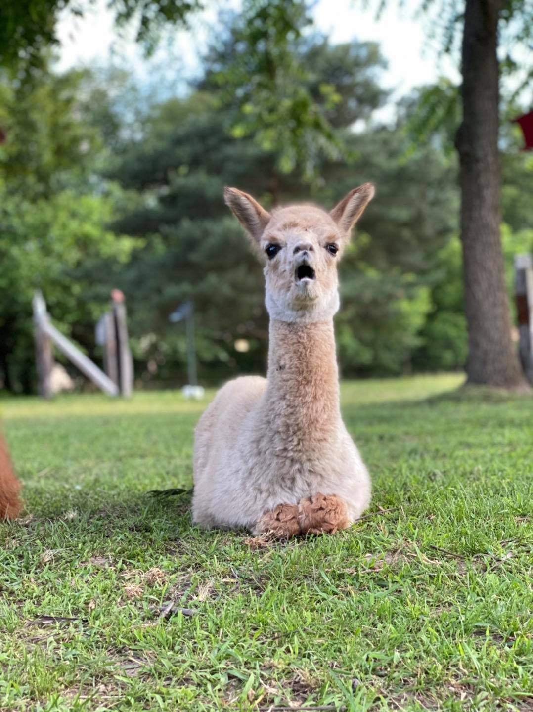 Lowry's Little Flock Farm